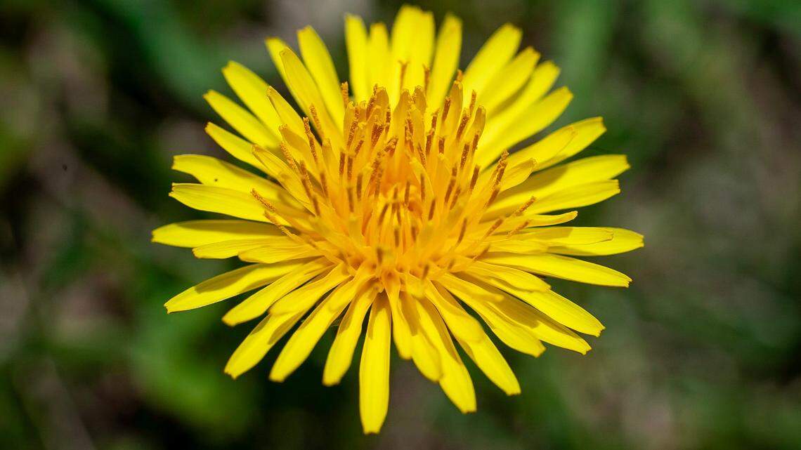 Dandelion Tea, Wine, Jelly and Salad: A Beginner's Guide to Foraging (and Eating) Weeds