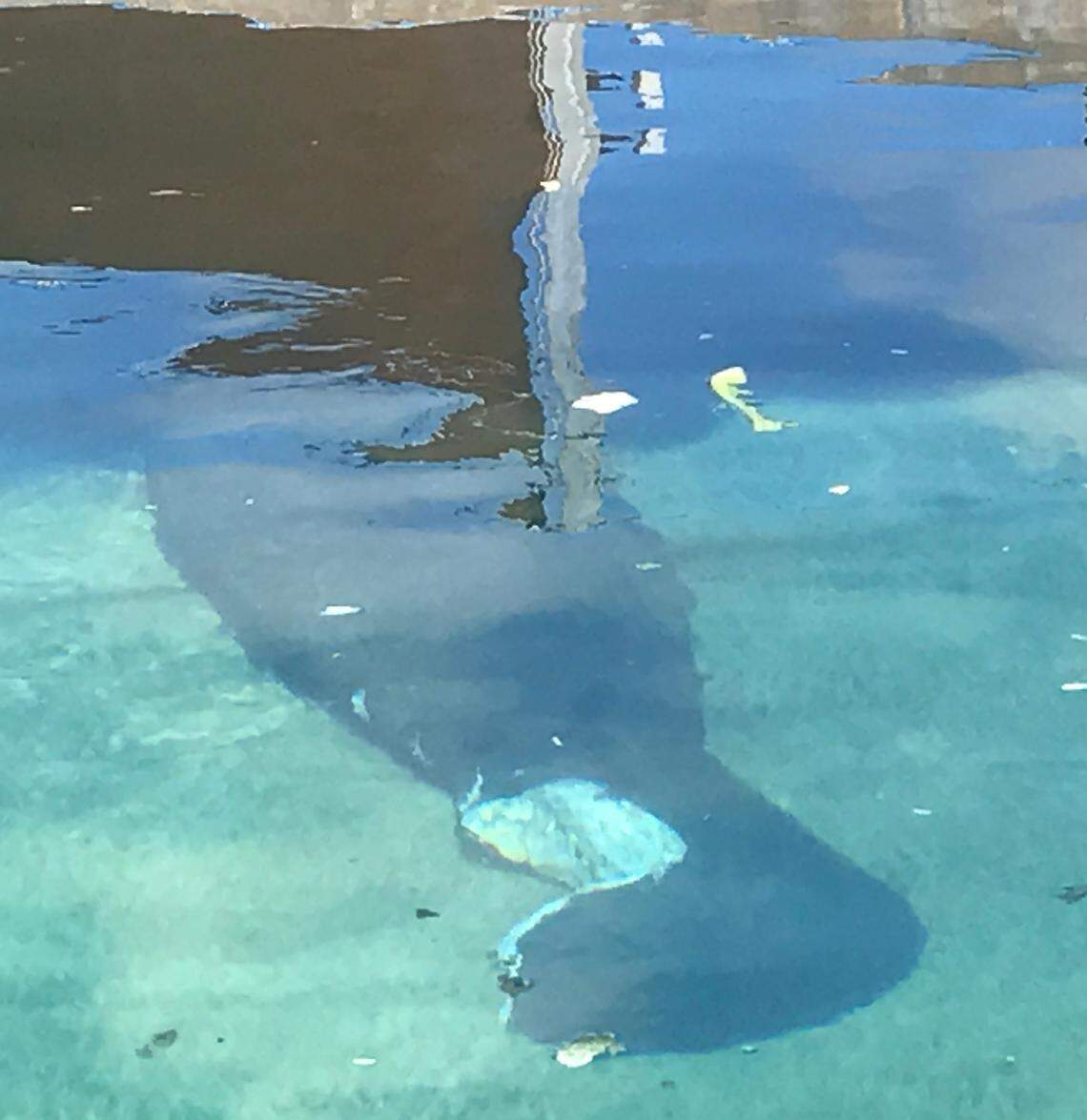 Spookey, a seven-foot female young adult manatee, floats in a recovery pool at the Miami Seaquarium with a large chunk of her tail paddle gone from a boat strike.
