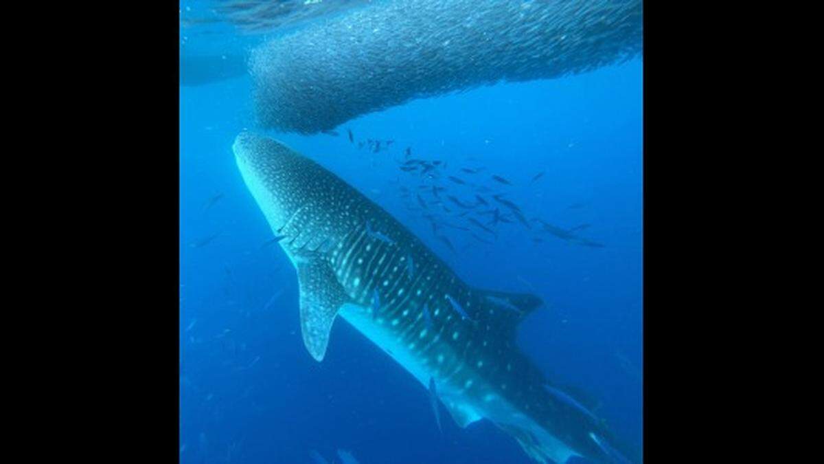 The 30-foot creature was feeding on small fish, researchers said.