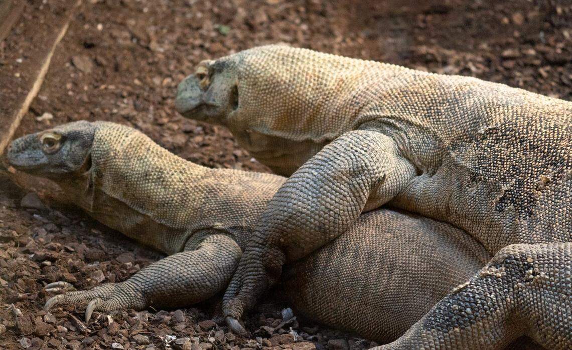 The Komodo dragon parents, Ora and Reo.