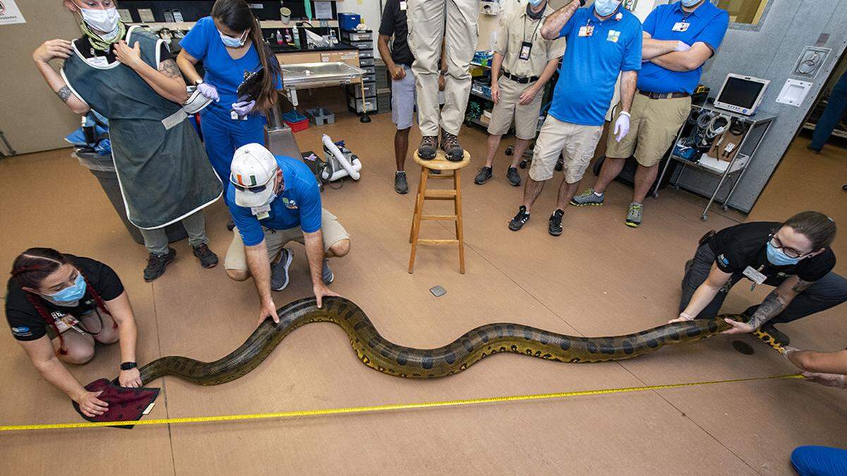 A nearly 100-pound, 13-foot green anaconda gets a physical exam at Zoo Miami Feb. 11, 2021.