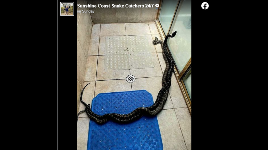 Australian woman “got the fright of her life” when she found two very intimate pythons in her shower.