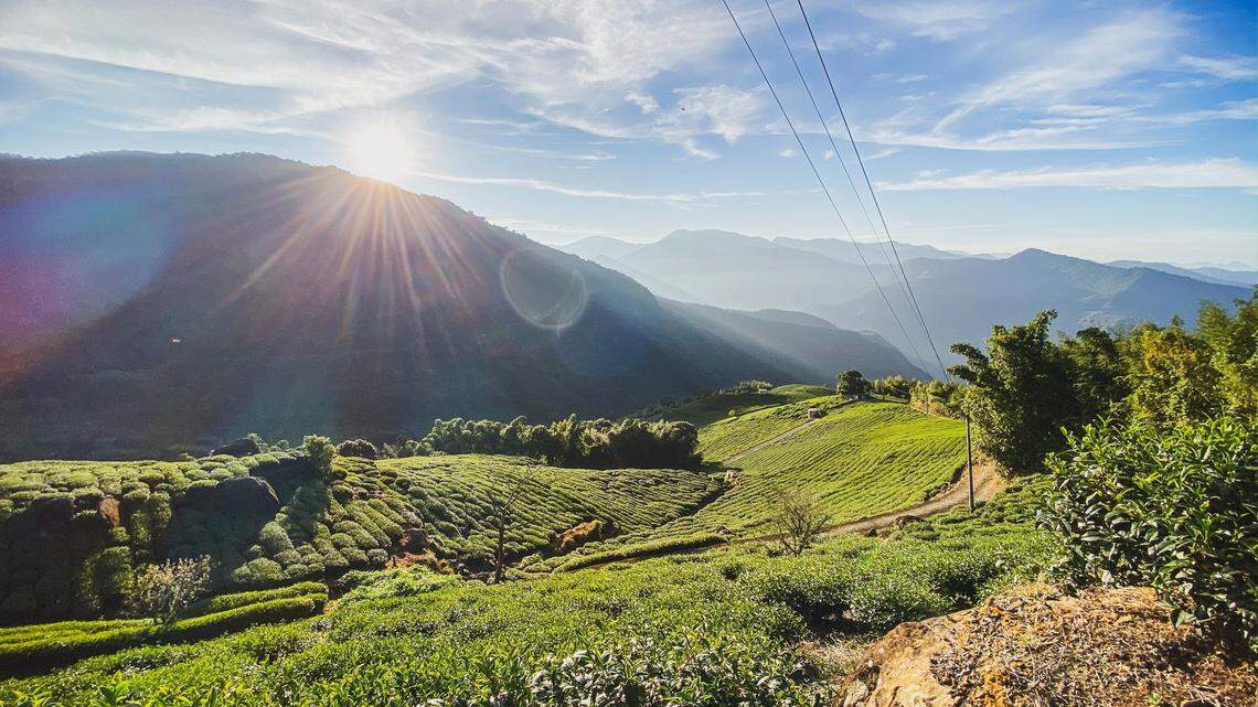 Endangered Formosan yellow-throated marten seen at Wuling Farm in rare sighting. Photo shows a representative landscape in Taiwan.