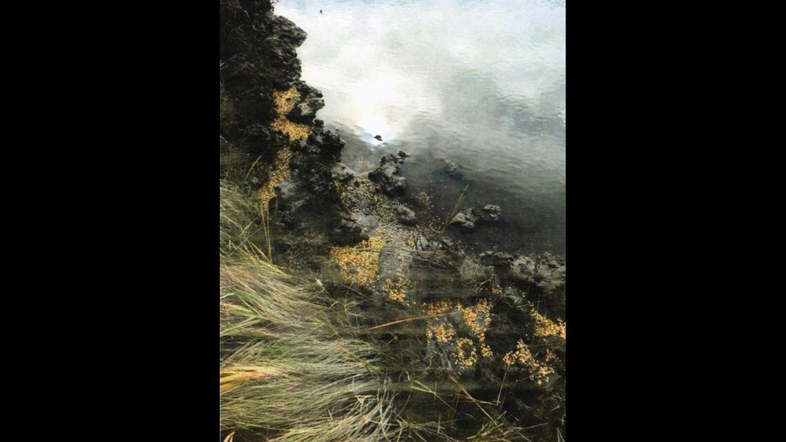 This photo shows corn kernels near the hunting blind.