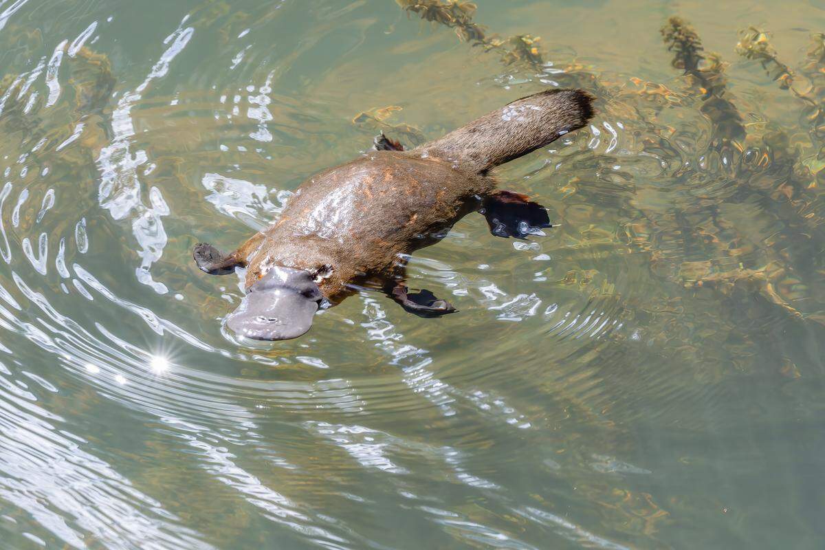 Odd and unique creatures like the platypus are found in Australia.