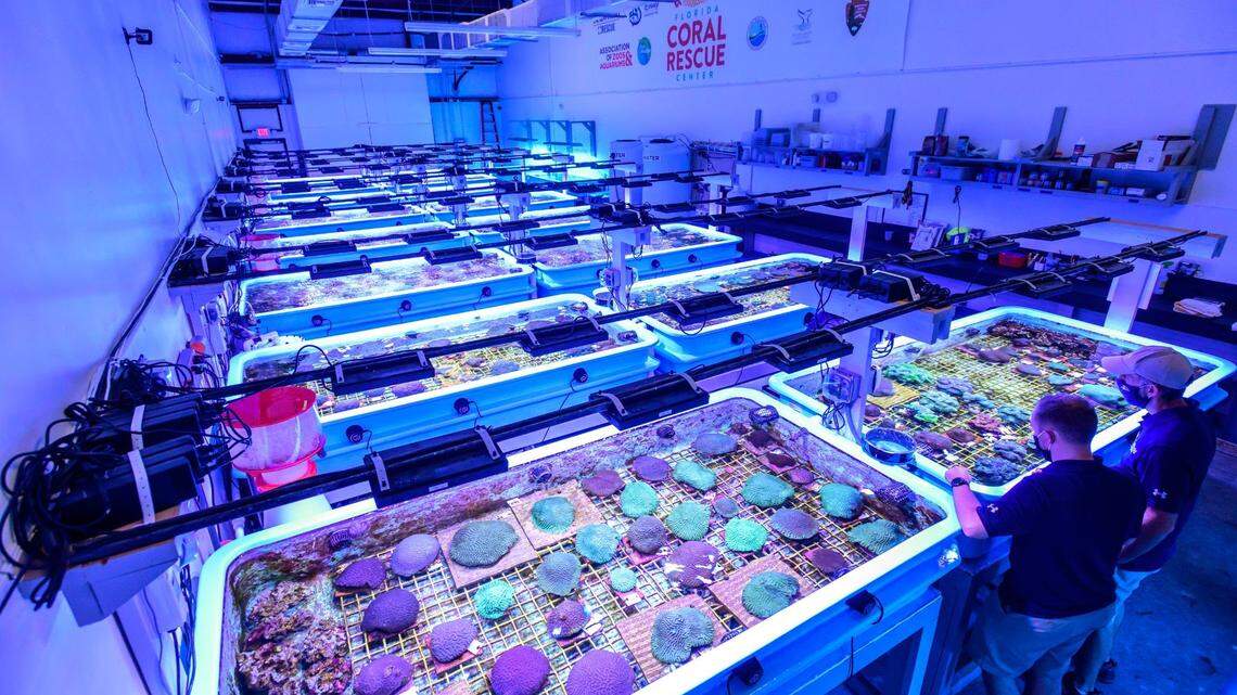 The Florida Coral Reef Rescue Center in Orlando preserves hundreds of specimens that researchers hope will serve as sort of a seed bank for future restoration. Special lighting gives the room a bluish hue and is designed to mimic the marine environment.