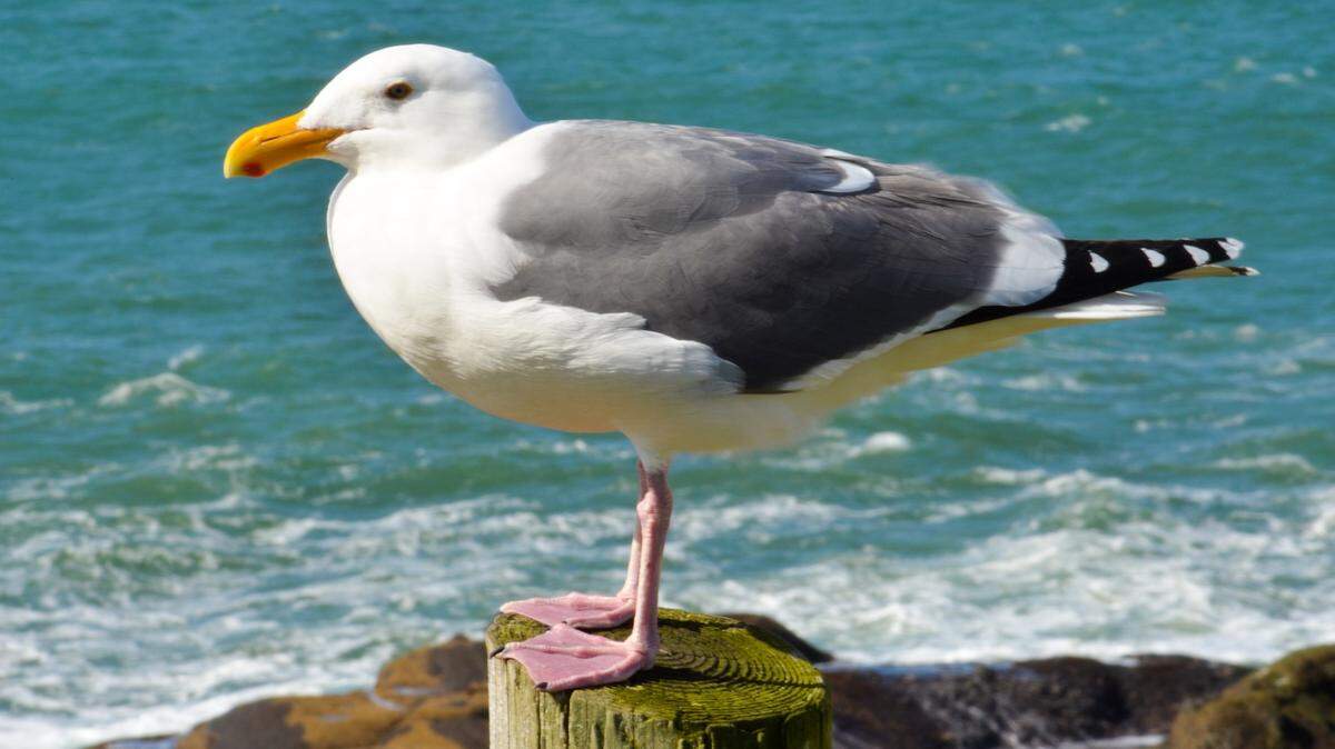 Nate Rancloes says he didn’t mean to kick a seagull at Hampton Beach, New Hampshire, while he and his daughter ate burgers this summer. Rancloes has to pay a $124 fine for the kick, which he called an accident.