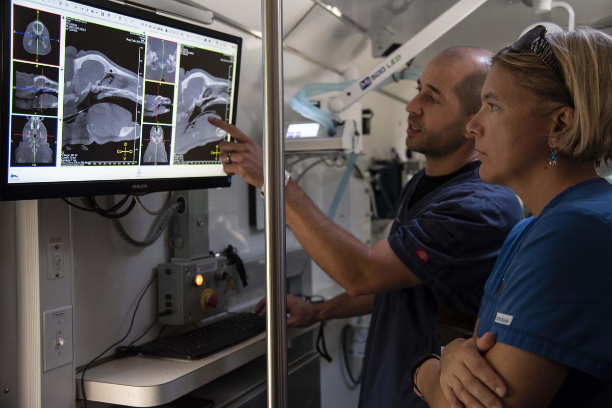 Dr. Gabriella Flacke, right, and Dr. Xavier Meaux examine images from a CT scan performed on pygmy hippo, Aubergine, on July 12, 2019.