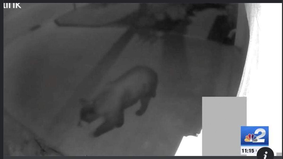 A bear broke into a homeowner’s garage in North Naples, Florida, and it apparently came with an appetite/NBC-2 News screenshot