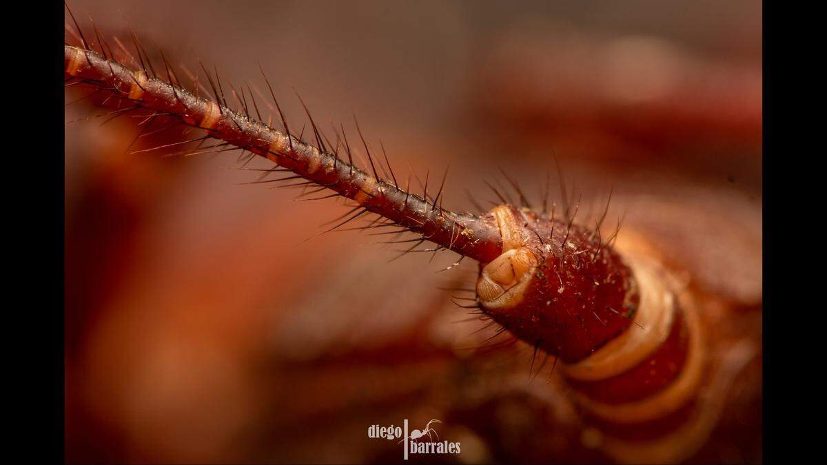 The creature’s are not venomous, but they can release an acidic substance from their flagellum, according to experts.