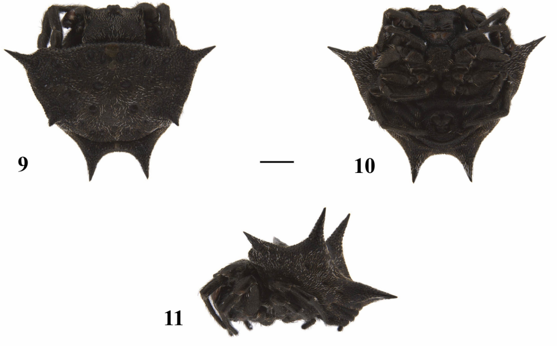 A male Isoxya manangona.