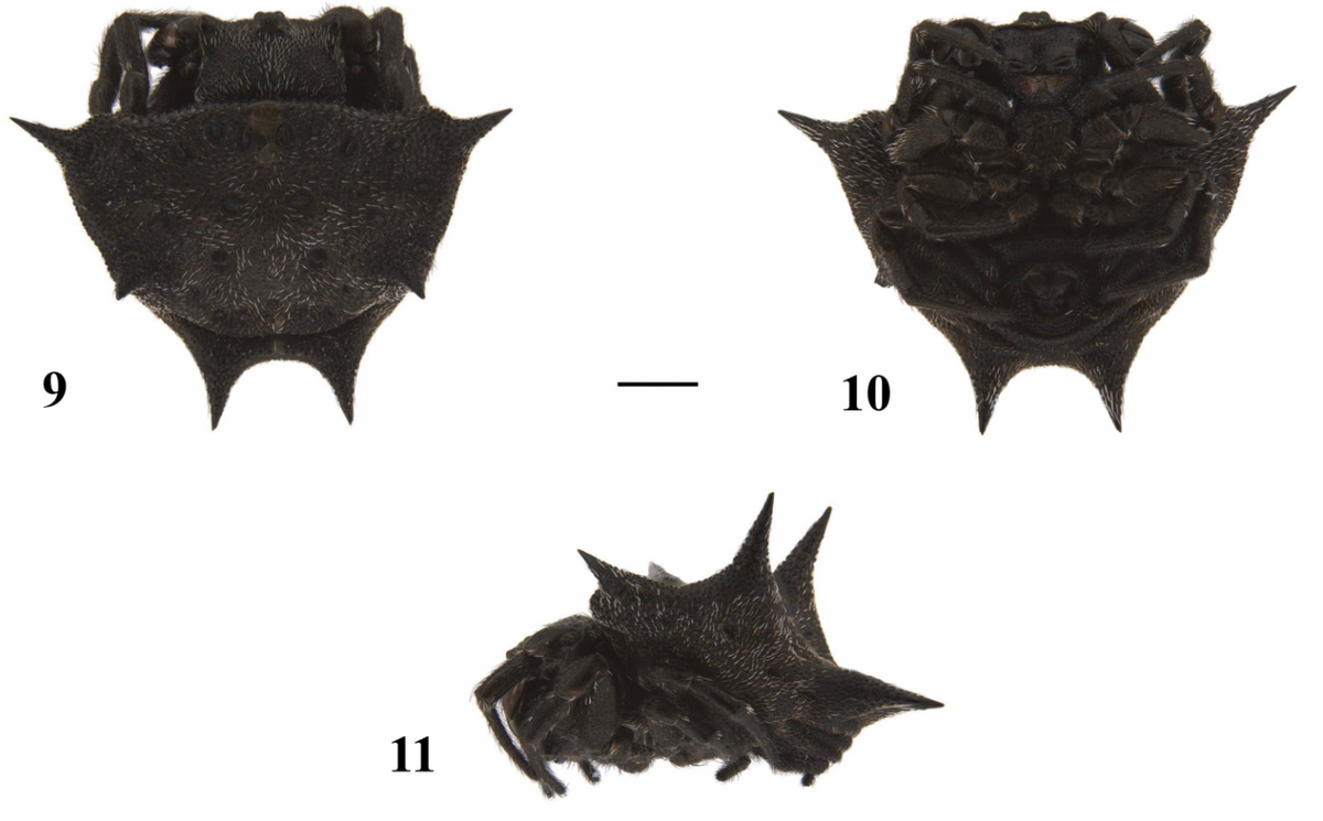 A male Isoxya manangona.