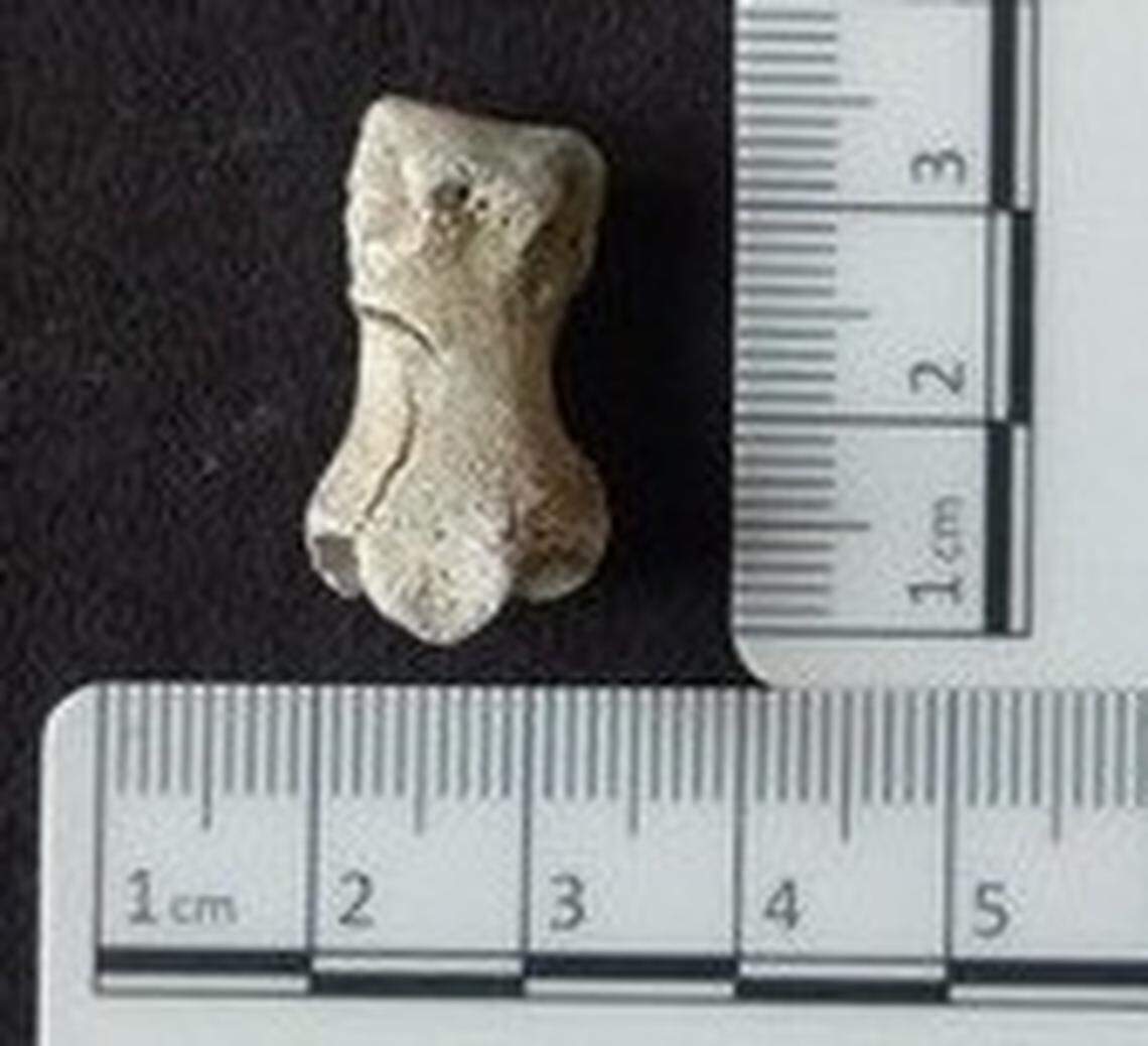 A bear bone was found in an ancient grave at the site.