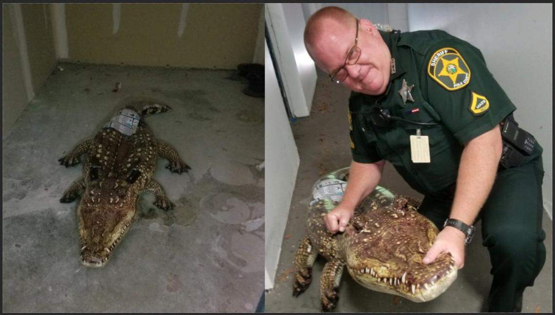 Master Deputy Mark Trexler responded to a call about an alligator hanging out where it shouldn’t be: in a storage shed.