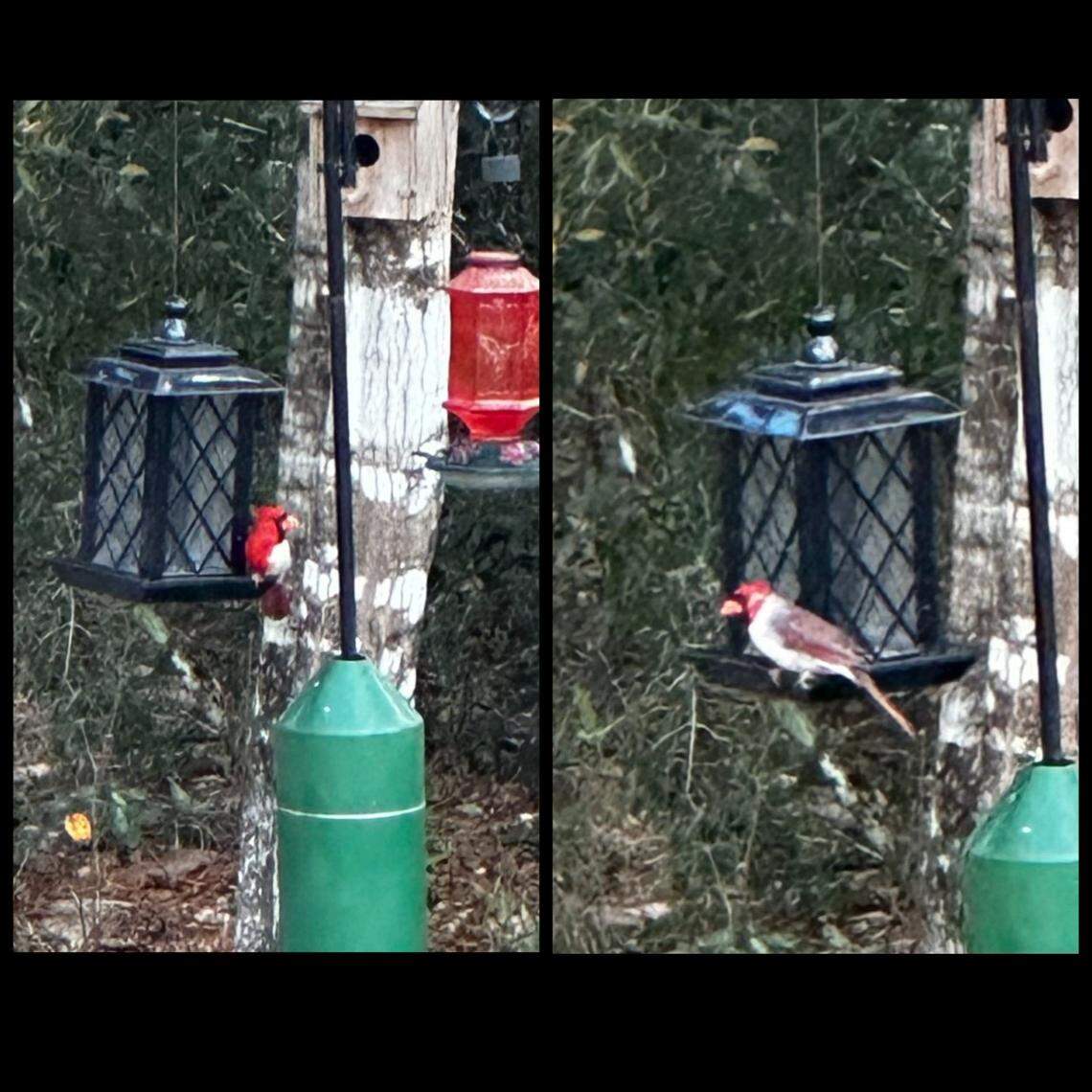 The bird is half male, half female, showing the bright red colors on the right side and the muted brown colors on the left.