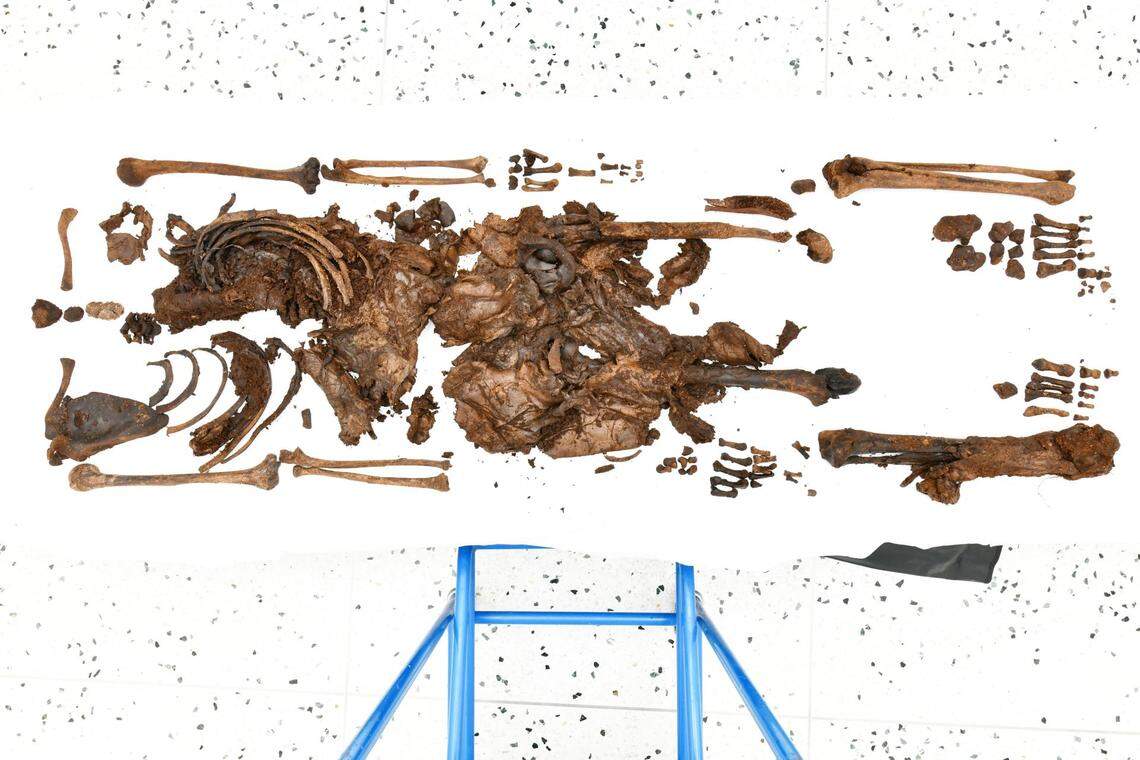 Archaeologists pieced together the “unique” discovery — which is the only bog body to still exist in Northern Ireland, police said.