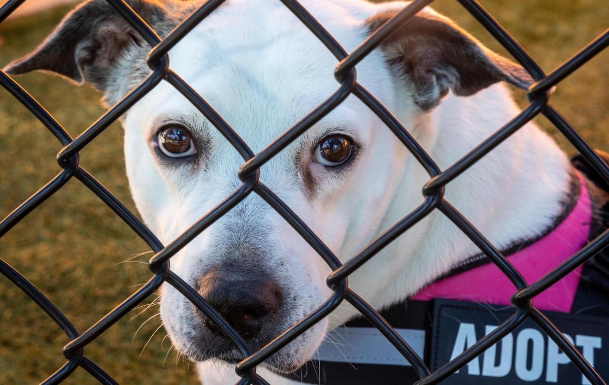 Miami, Florida, 23 de noviembre de 2021 – Fiona, una mezcla de Terrier de dos años, mira desde una de las áreas de ejercicio cercadas en el refugio de animales de Miami-Dade.