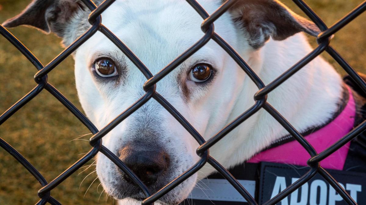 Fiona, a 2-year-old terrier mix, looks out from one of the fenced-in exercise areas at the Miami-Dade Animal Shelter in 2021.