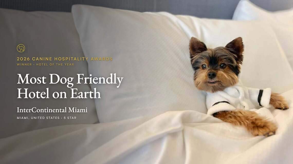 Miami luxury hotels are rolling out the red carpet for dogs. Here’s what to know