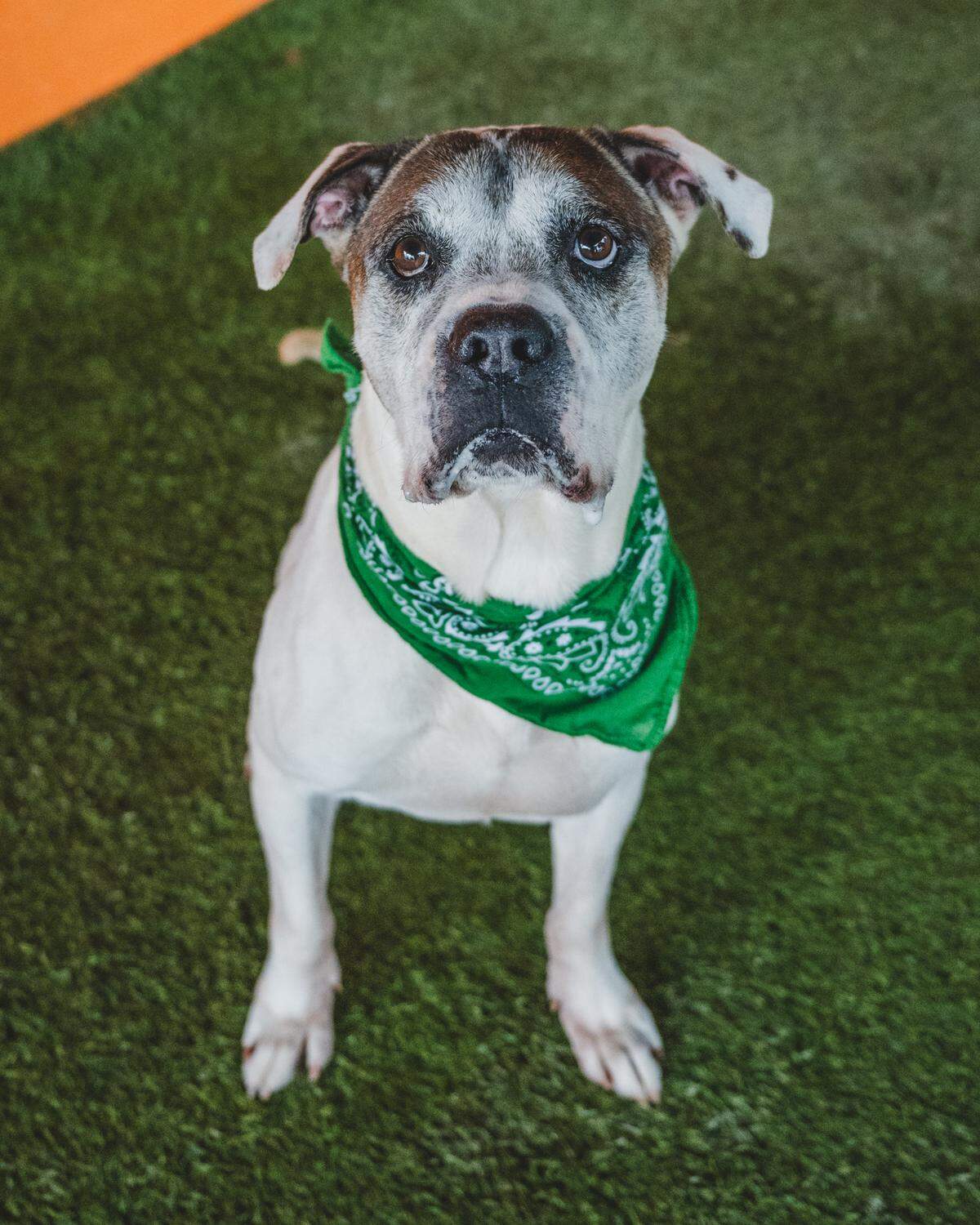 Introducing Bonny #A2447022, the sweet and loveable 7-year-old senior American bulldog boy! Bonny is a big fan of treats and enjoys showering his human handlers with affection. He’s a social butterfly who participates in playgroup and prefers the company of female dogs. Bonny has been at the shelter since March, when a kind police officer brought him in. Let’s find Bonny a forever home where he can continue spreading love and enjoying the finer things in life!