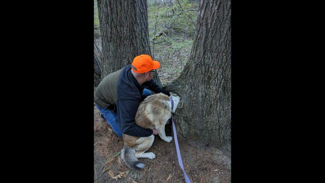 A dog was rescued after poking its head in a tree and getting stuck, a New Hampshire fire department said. 
