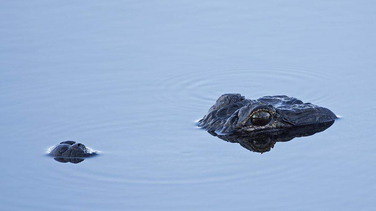 The Florida Fish and Wildlife Conservation Commission sent experts to remove two large alligators from the Cow Pen Slough Canal in Venice so rescue divers could reach a submerged pickup. The alligator shown was not among the two captured.