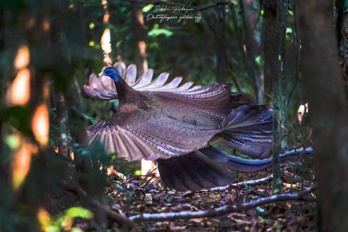 The great argus spreading its feathers.