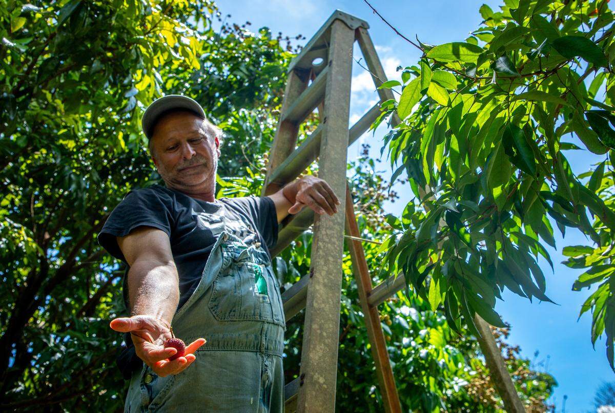 Robert Petrucci said he has had visitors from around the world come to U-Pick from his lychee trees in Homestead.