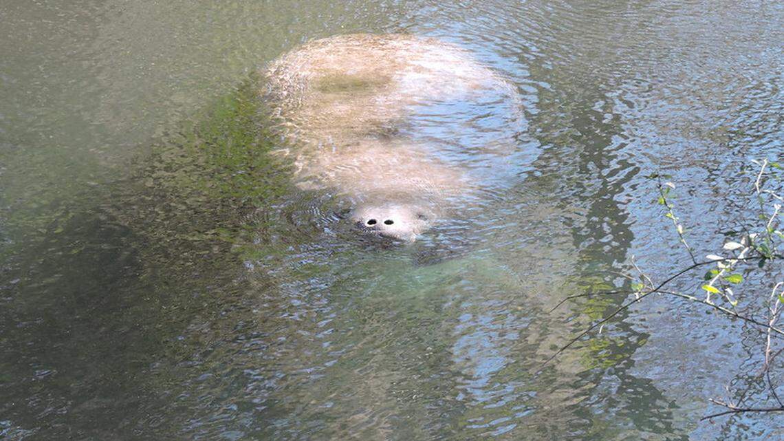 Manatees are an endangered species in Florida’s waters. One was rescued this week after it was found with hook in its mouth. This is not that manatee.