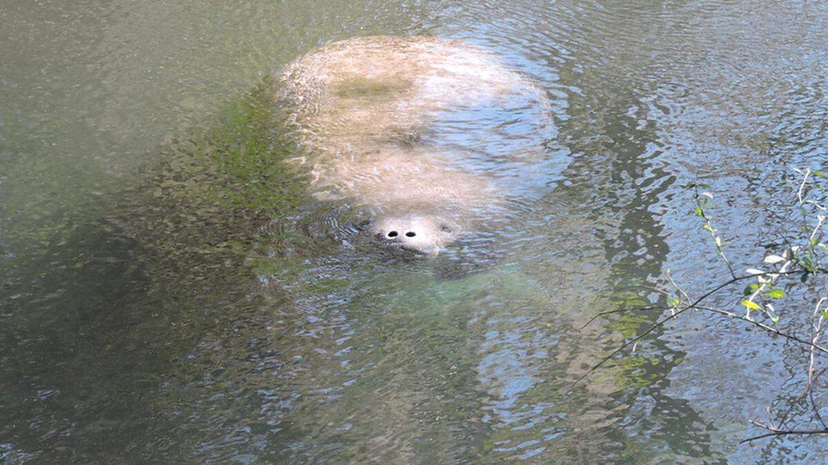 Manatees are an endangered species in Florida’s waters. One was rescued this week after it was found with hook in its mouth. This is not that manatee.