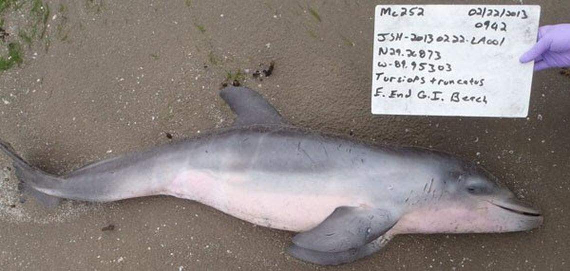 A 2015 study by the National Oceanic and Atmospheric Administration found that dead baby dolphins found on Gulf shores between 2010 and 2012 likely died after inhaling oil from the BP oil spill.