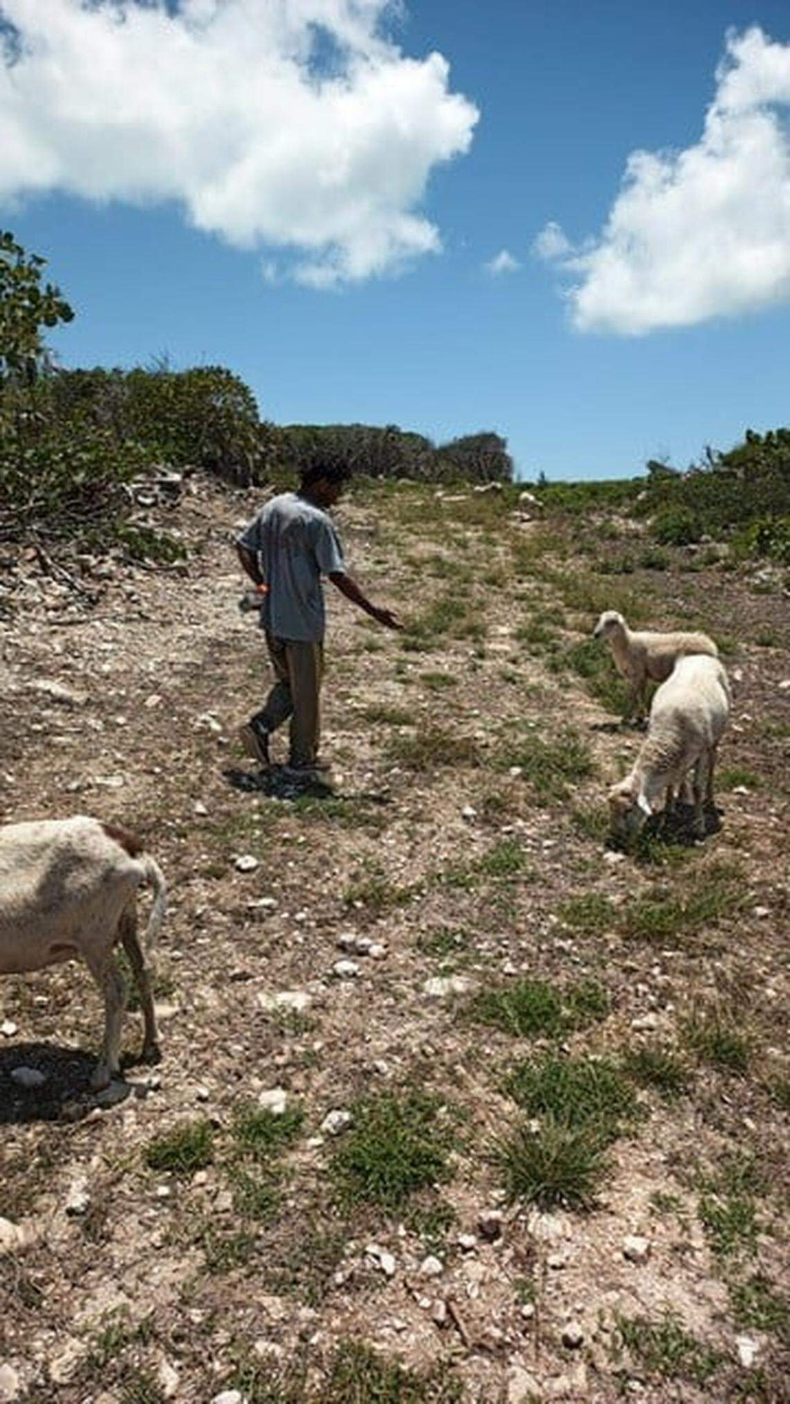 Ambrose Adderley is pictured on the property with his goats in this undated photo.