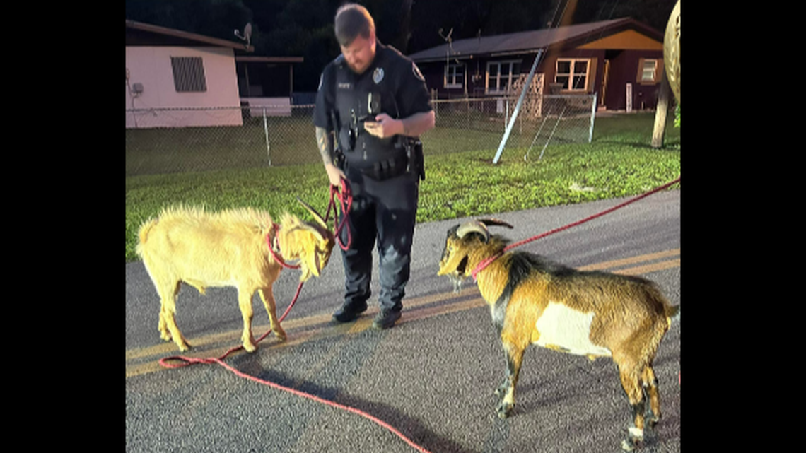 These two goats were taken into custody in Palatka, Florida, after they were caught brawling in someone’s yard, the sheriff’s office says.