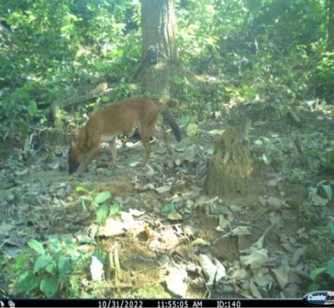 Dholes are about the size of a German Shepherd but with elongated legs like a fox.