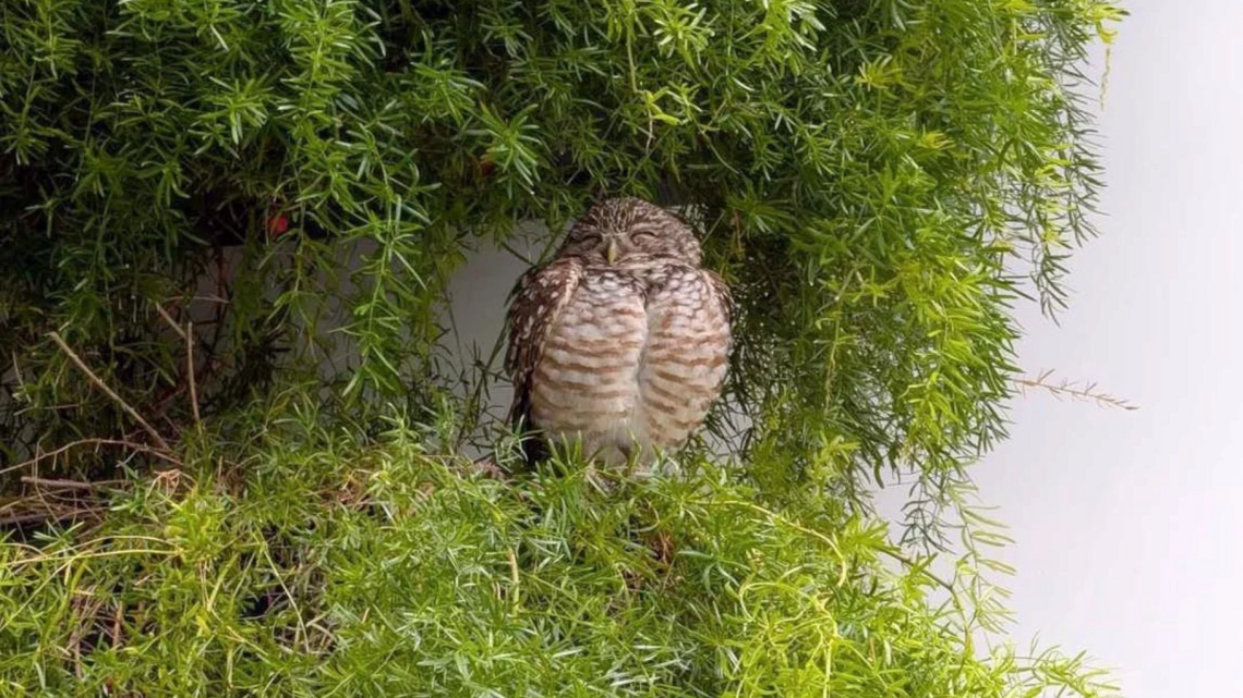 After cruise to Spain, stowaway burrowing owls headed home to Florida