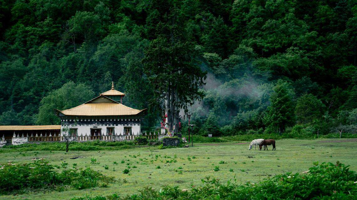 Under leaf litter in Yunnan, China, a new fluffy species was discovered.