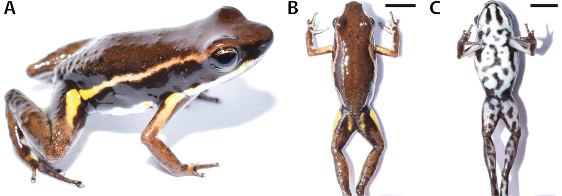 The frog was named after a genre of Afro-Colombian music.