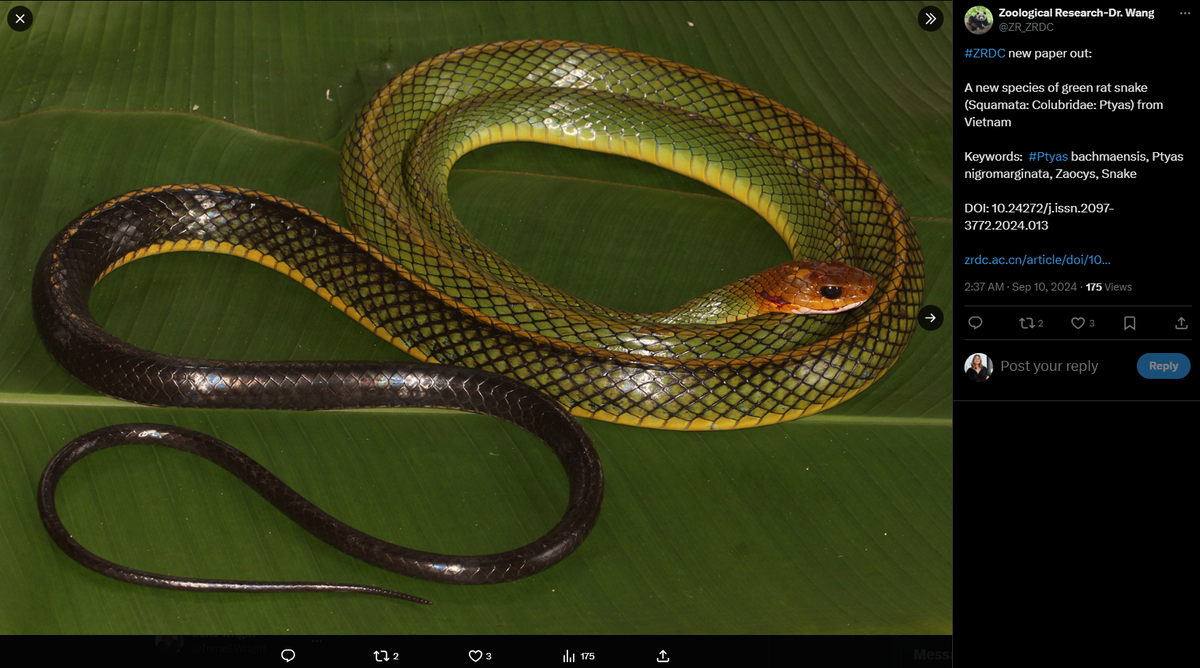 The large snake has a green body that fades to black and jet-black eyes, researchers said.