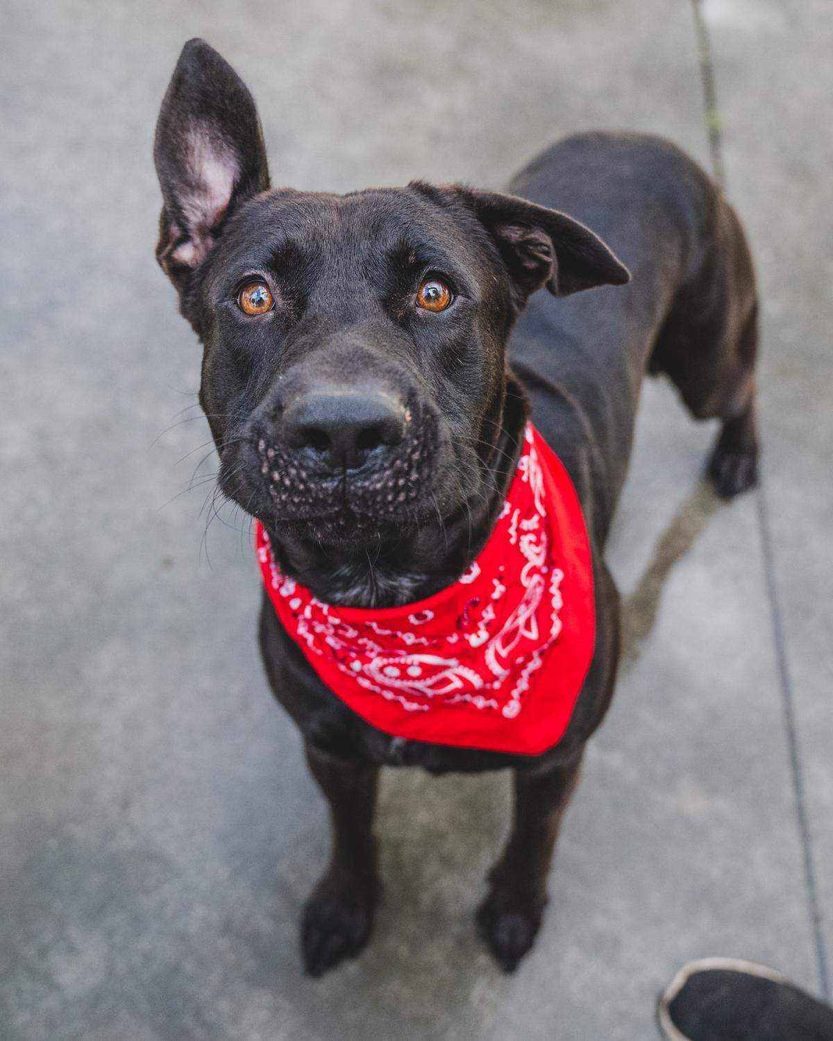Meet Armstrong #A2496598, the epitome of a true gentleman in the form of a stunning 2-year-old Black Labrador/Shepherd mix. Armstrong’s journey began when he arrived at the shelter in August as a stray, and he’s now patiently waiting for his forever home. This handsome pup knows how to take treats gently, demonstrating his polite and well-mannered nature. With his regal appearance and polite disposition, Armstrong is a potential treasure waiting for the right family to uncover his hidden gems. Don’t miss the opportunity to welcome this incredible boy into your life. Adopt Armstrong today, and be the one to share in the joy of discovering his extraordinary qualities.