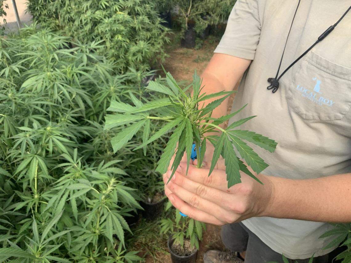 A researcher at Green Point Research exhibits a hemp plant grown at the Fort Lauderdale company’s facility in Crawford, Colorado.