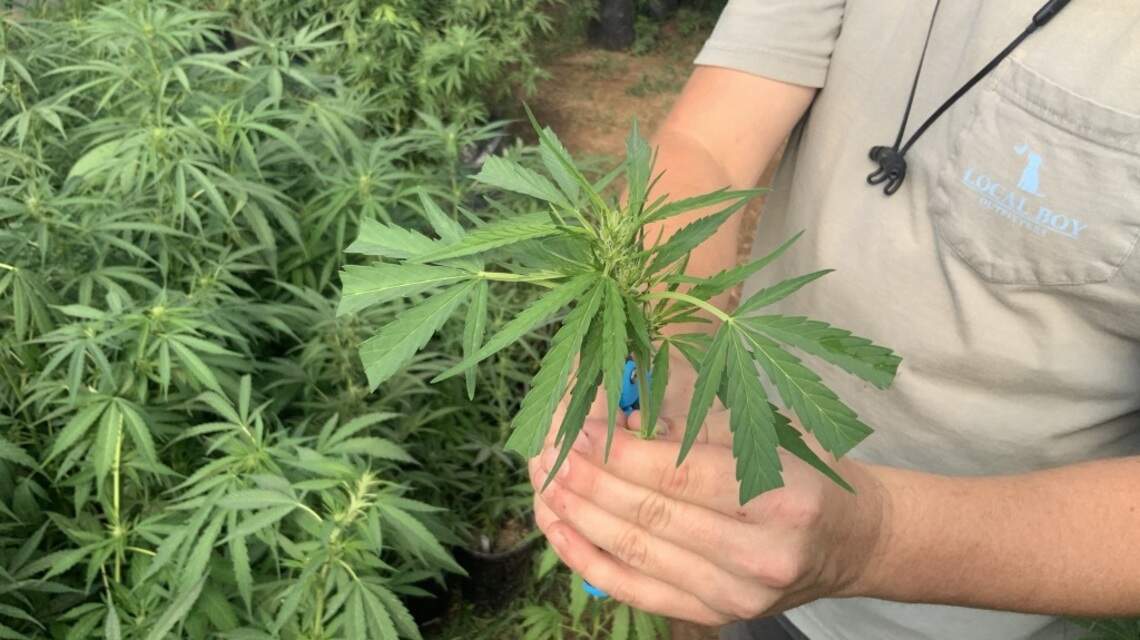 Pair of ‘glitch bills’ to tweak FL hemp program gets House, Senate support
