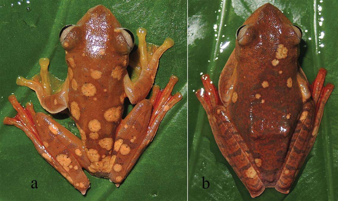 Some of the flying frogs are slightly darker in color and have yellowish splotches on their bodies.