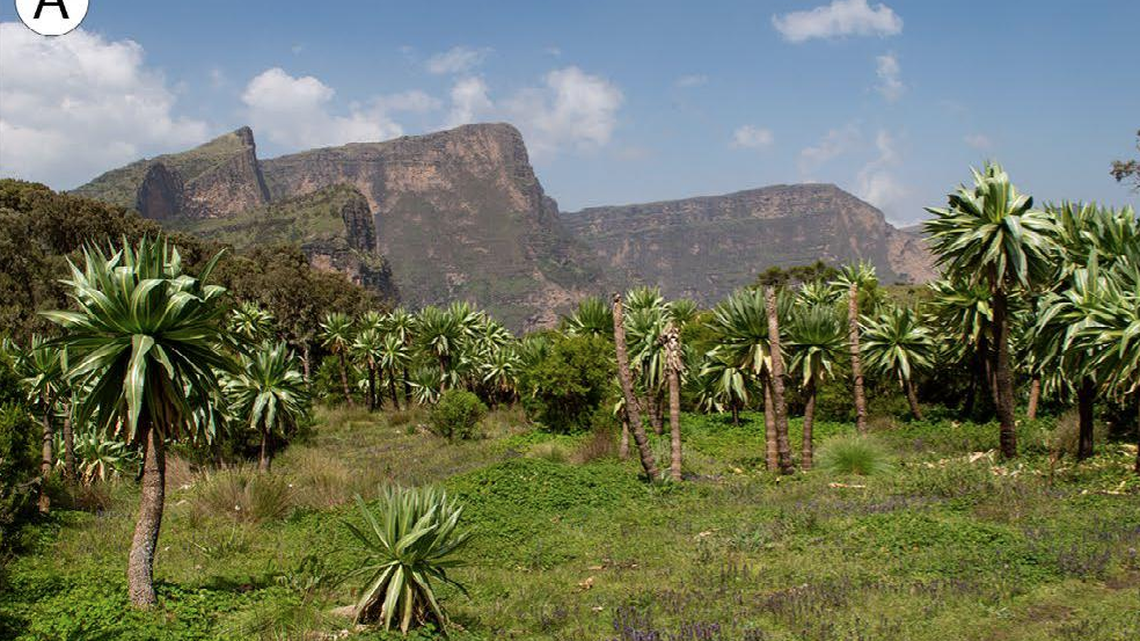 A new species of “tiny” mammal was discovered in the mountains of northern Ethiopia.