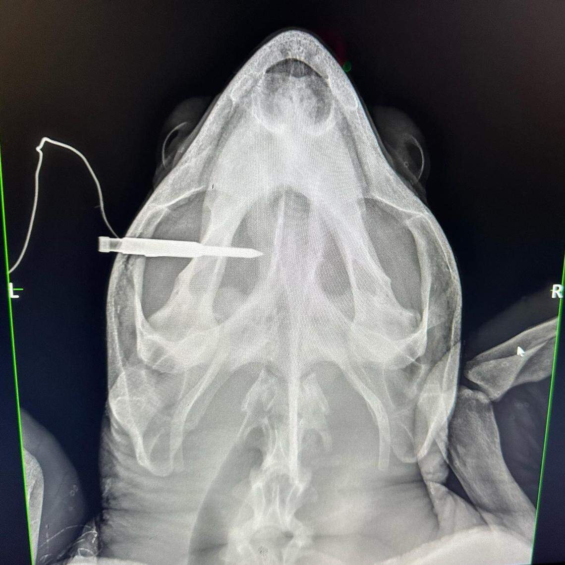 An X-ray image shows a fishing spear lodged in the head of a loggerhead sea turtle. The animal was euthanized at the Turtle Hospital in the Florida Keys Saturday, Oct. 19, 2023.