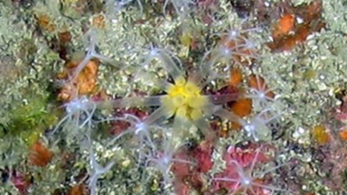 A new soft coral species has been discovered near the Alabama coast, scientists said. This is the first of the family to be found in the region.