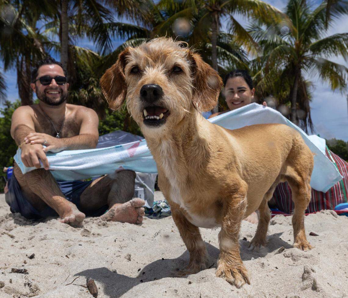 Jon, 36, and Mildret Kahn, 37, sit on the sand with their dog Chente, 8, at the Dog Beach on Monday, September 1, 2025, in Key Biscayne, Fla.