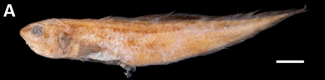 A preserved specimen of Neobythites superocellatus.