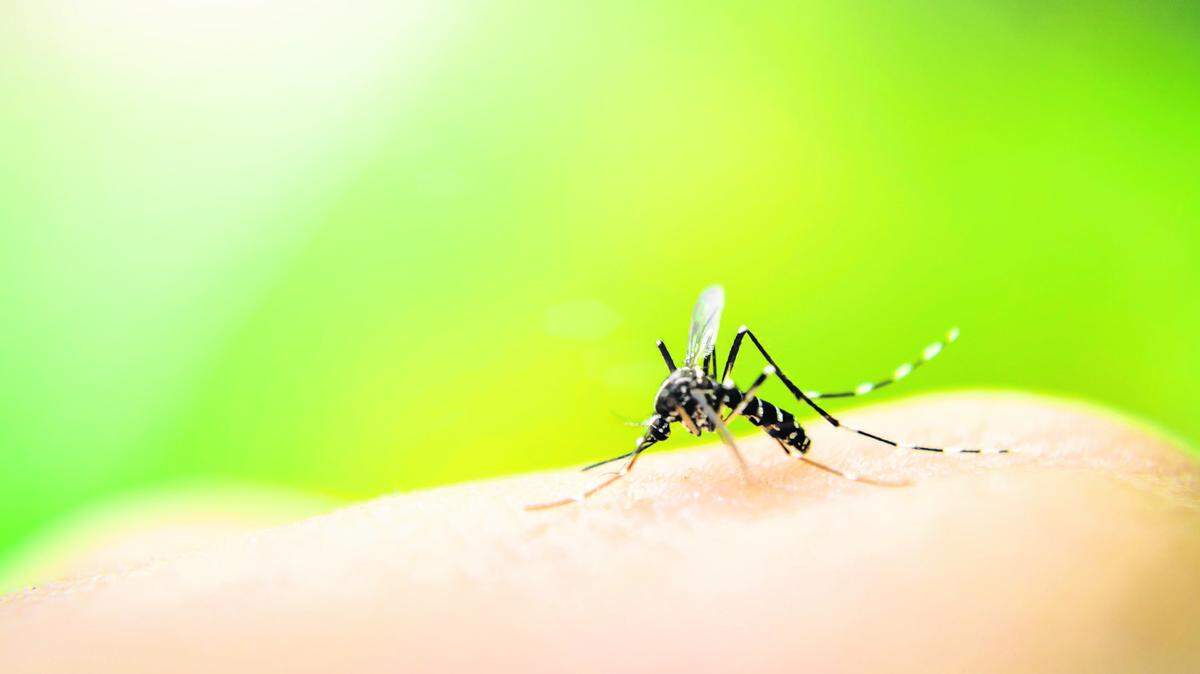 Because only male mosquitoes would be released, officials say the insects would not bite people or spread disease.