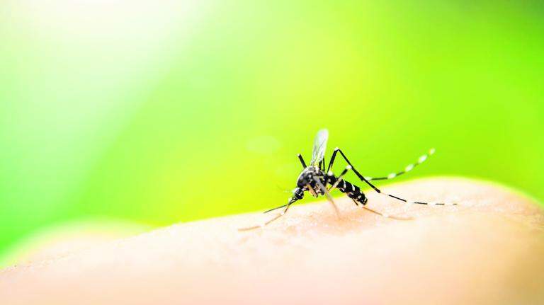 Why does Google want to release millions of ’non-biting’ mosquitoes in Florida?