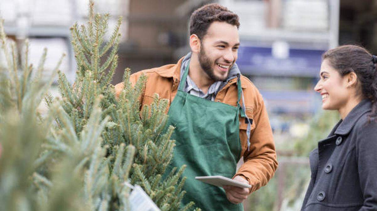 Confident male Christmas tree lot owner helps a female customer pick out a Christmas tree for her home.